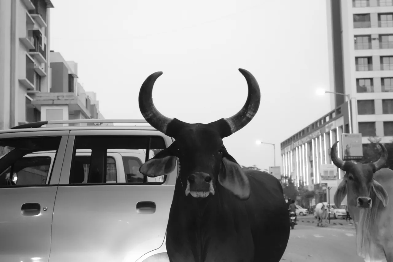 A cow with curved horns standing in a city street