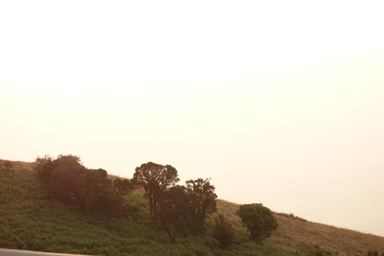 Trees on a grassy hillside in warm evening light