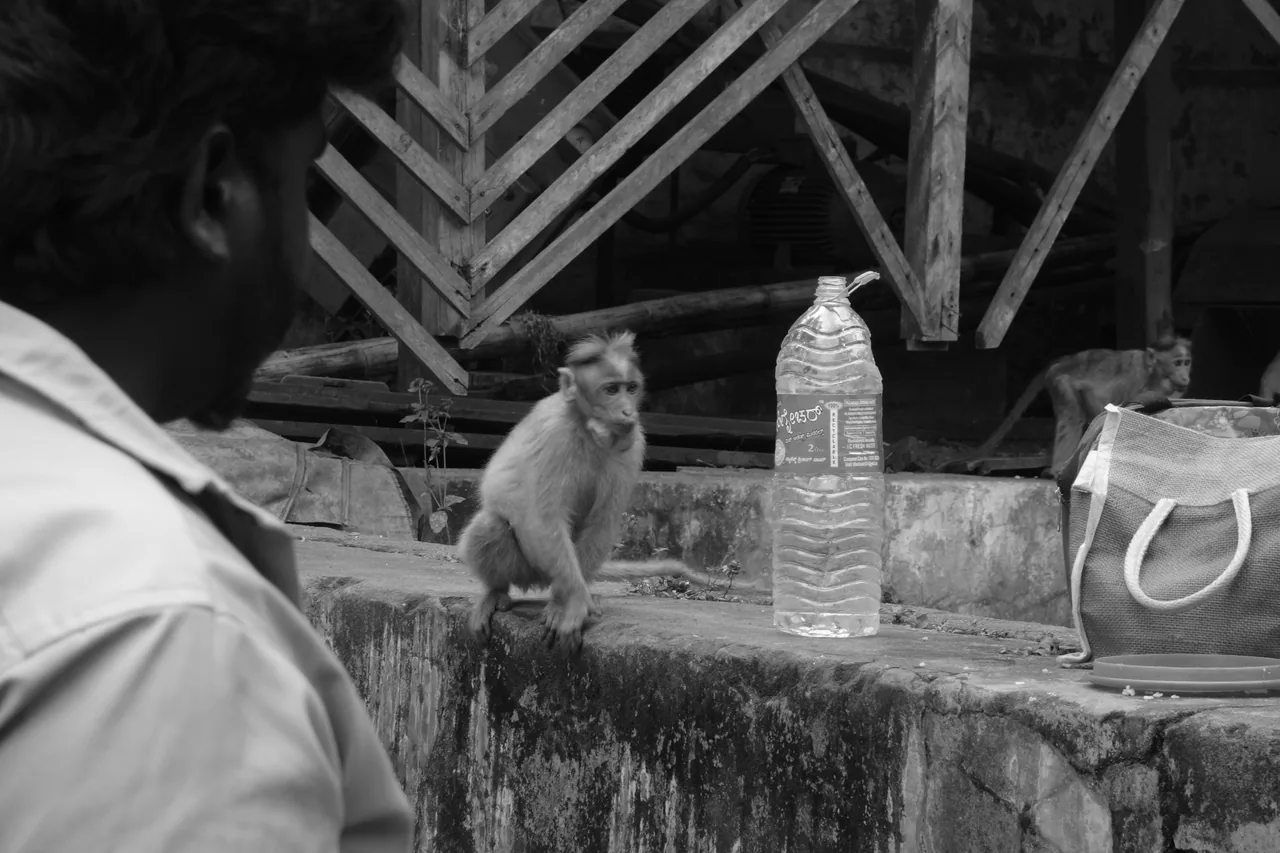 A monkey near a water bottle and a seated person