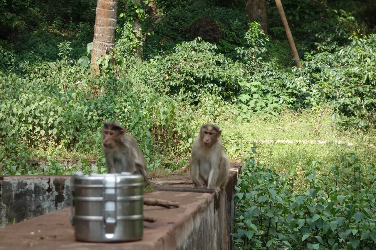 Monkeys on a stone ledge beside a metal container