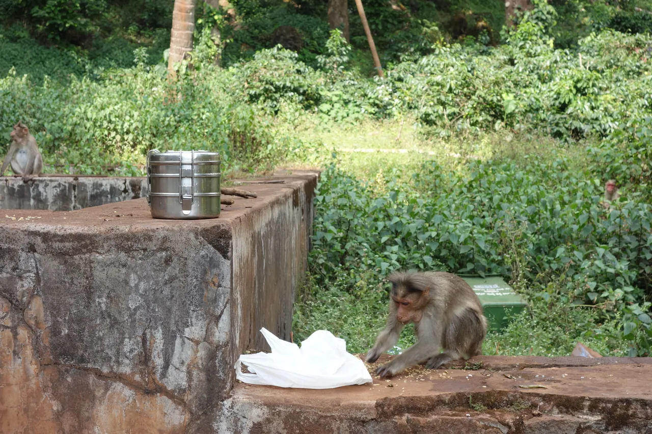 A monkey inspecting a white package on a stone ledge