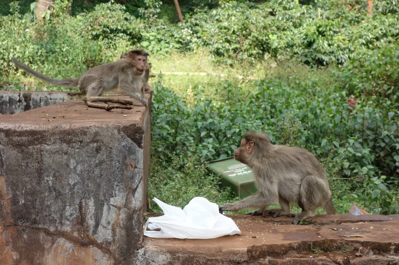 A monkey beside a white package on a ledge surrounded by greenery