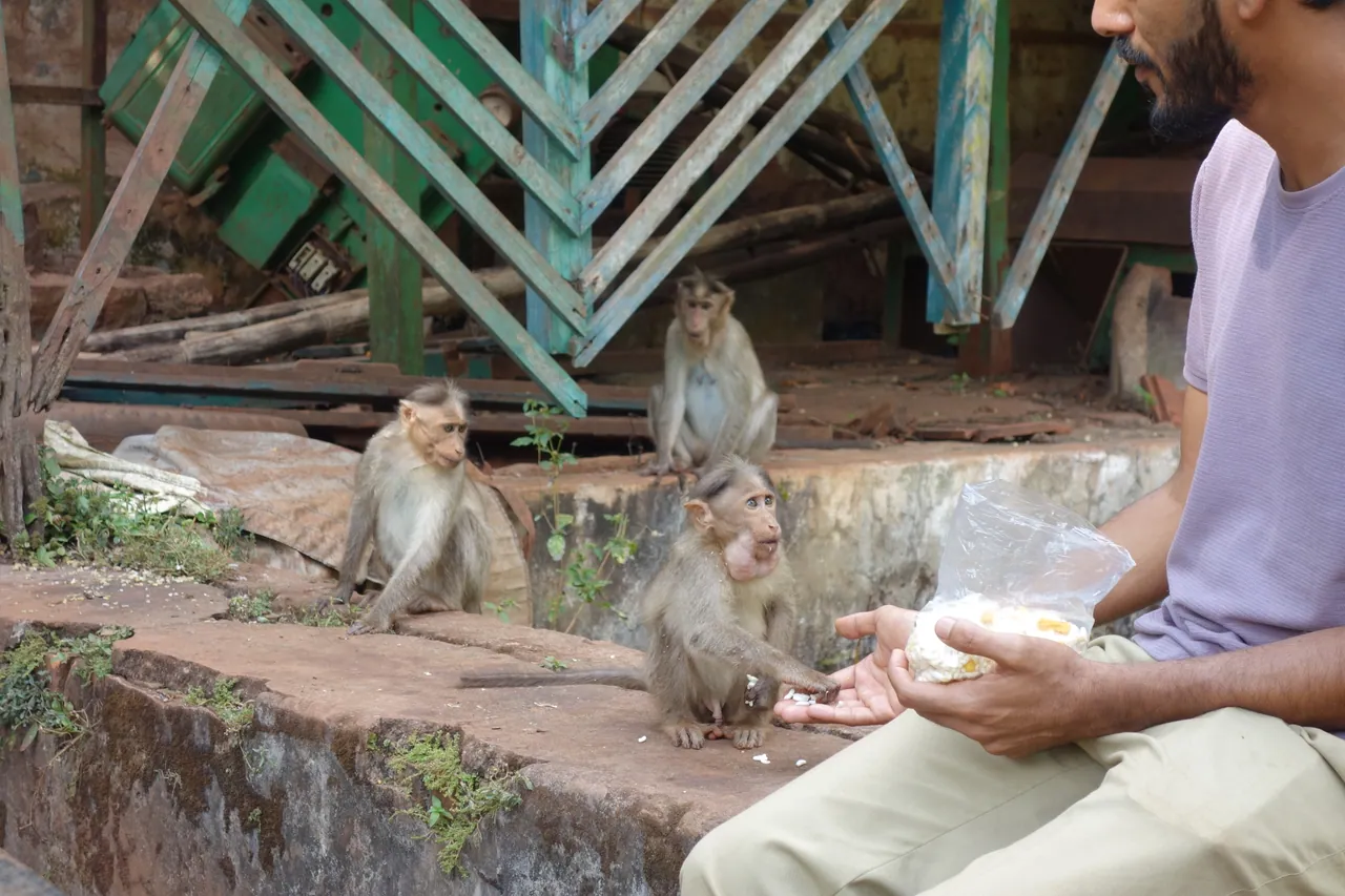 Monkeys gathered around a seated person holding food