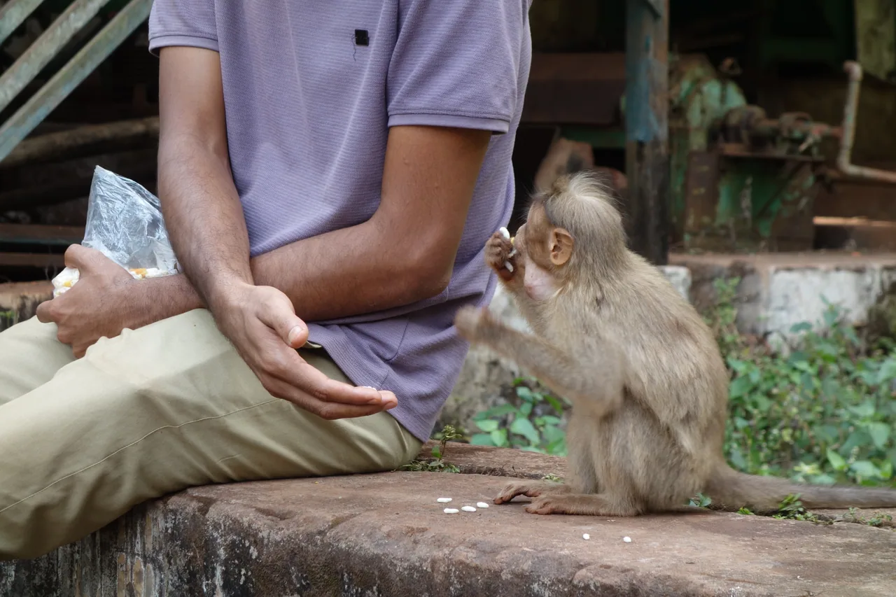 A monkey reaching towards a seated person
