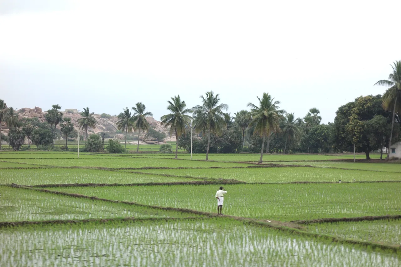 Bright green fields divided by narrow paths and lined with palms