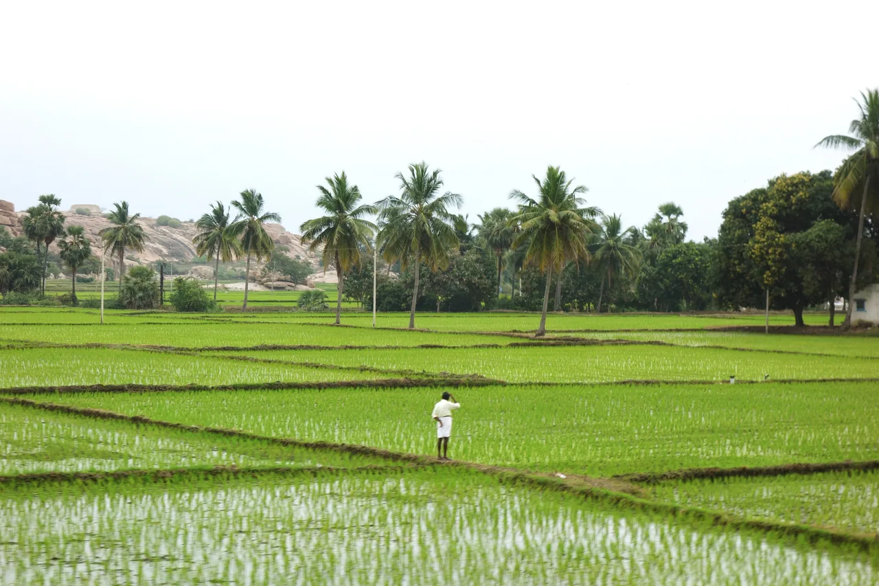 Sunlit green fields beneath a line of coconut palms